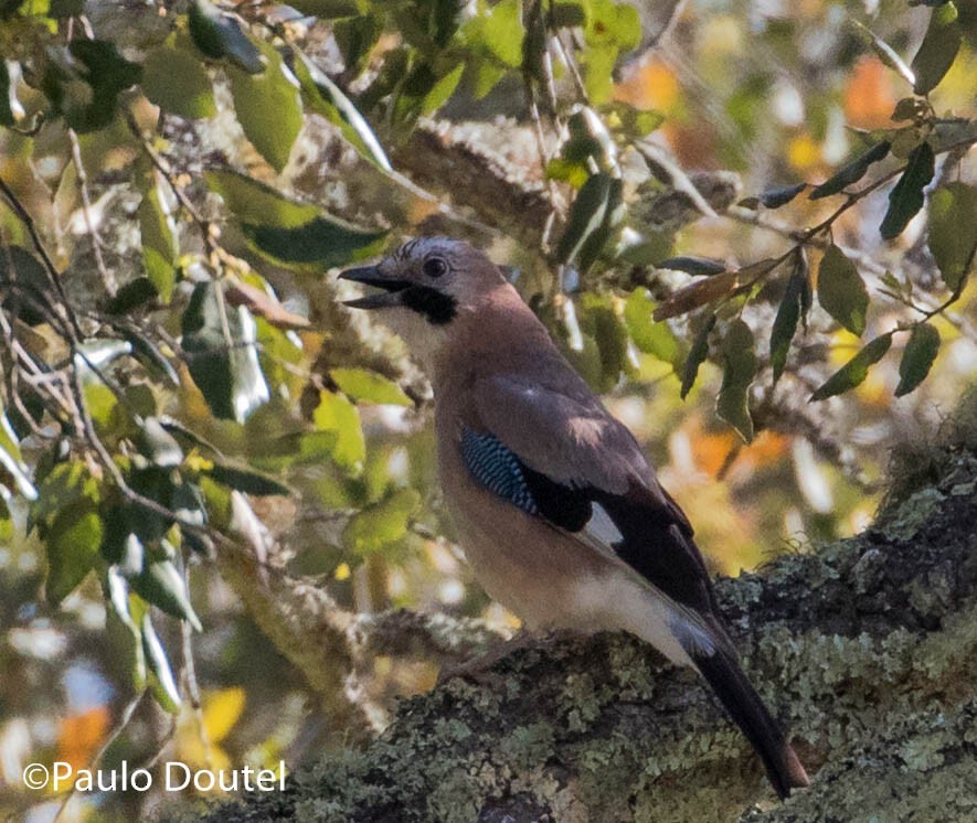 Eurasian Jay - ML218700491