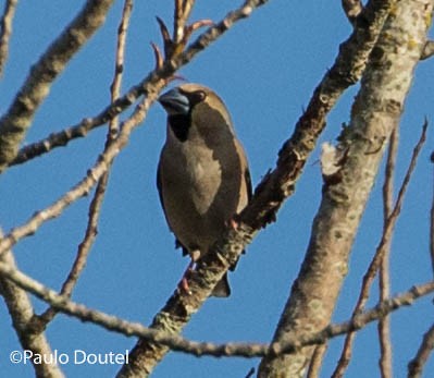 Hawfinch - ML218701061