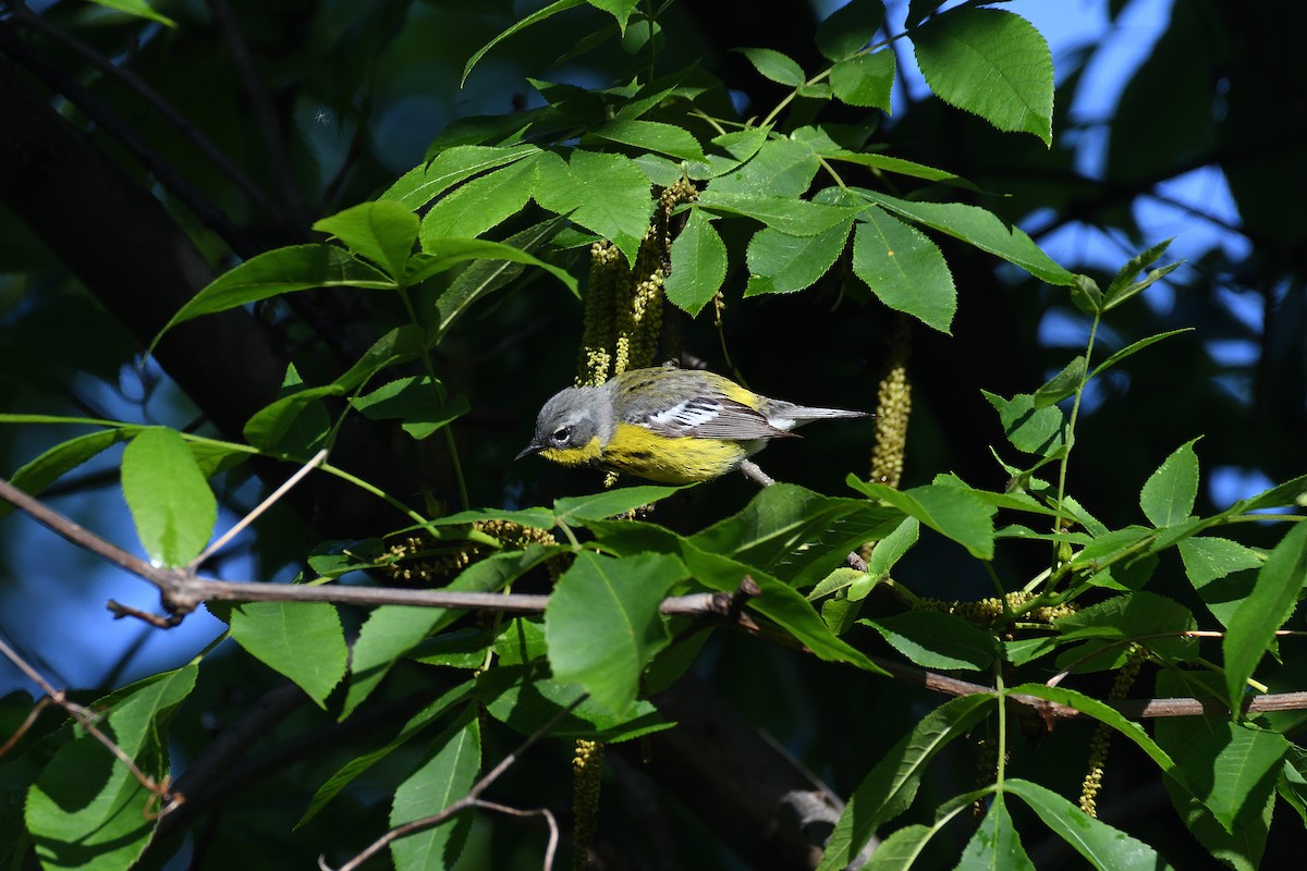 Magnolia Warbler - terence zahner