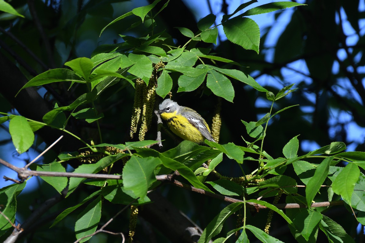 Magnolia Warbler - ML218701971