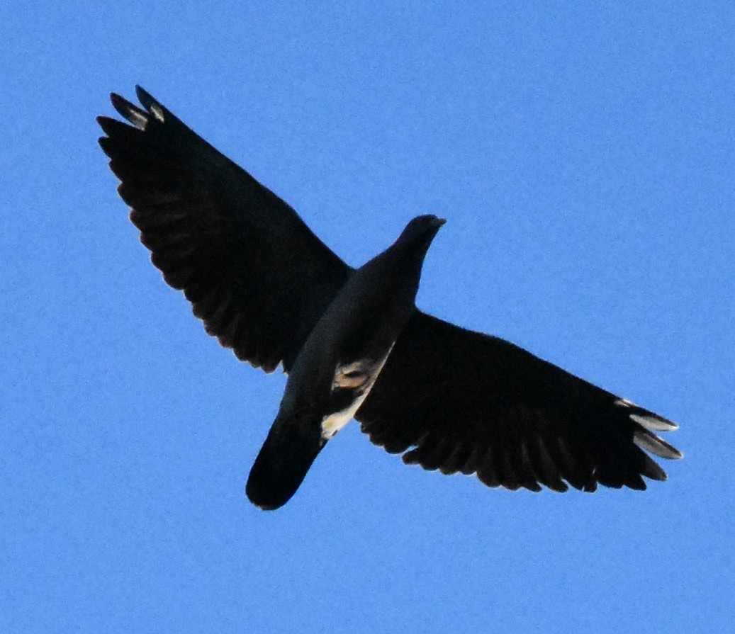 Picazuro Pigeon - ML218703231