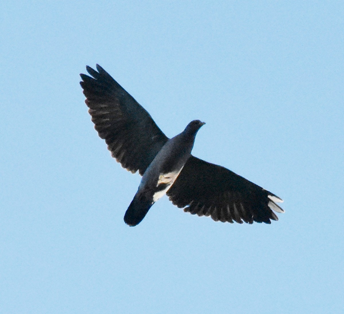 Picazuro Pigeon - ML218703261