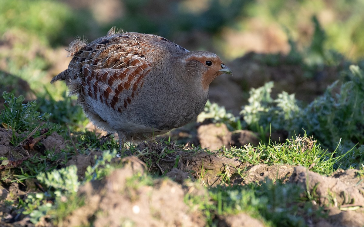 Gray Partridge - ML218704951