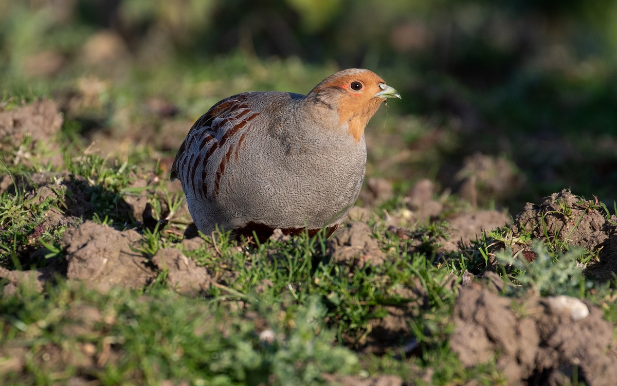 Gray Partridge - ML218704961