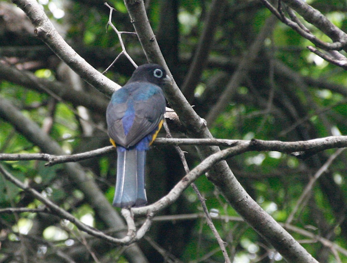 Black-headed Trogon - ML21870501