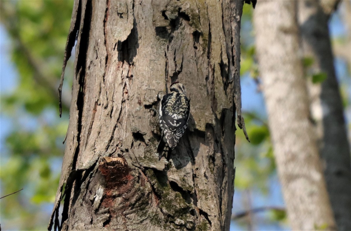 Yellow-bellied Sapsucker - ML218705621