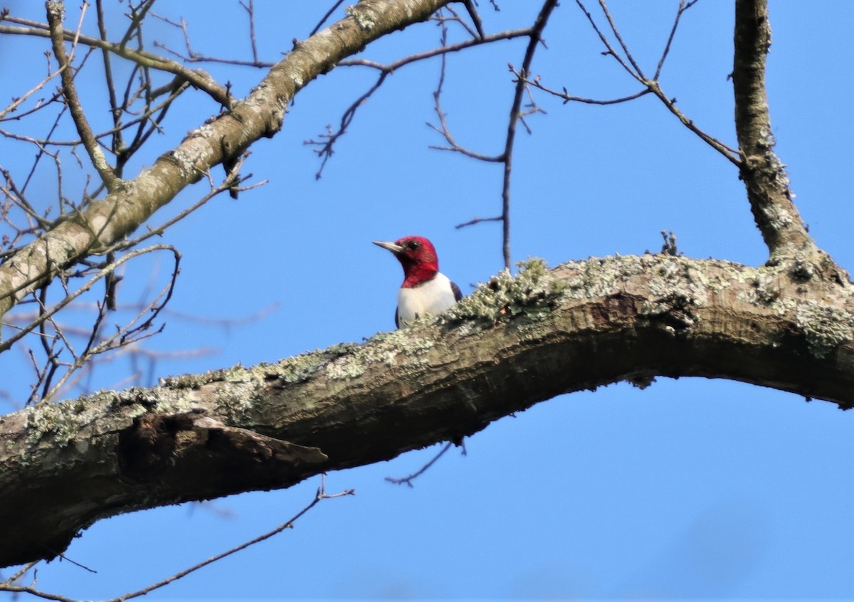 Red-headed Woodpecker - ML218705681