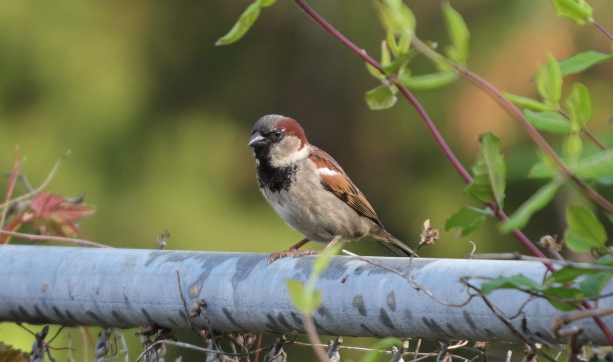 House Sparrow - ML218706071