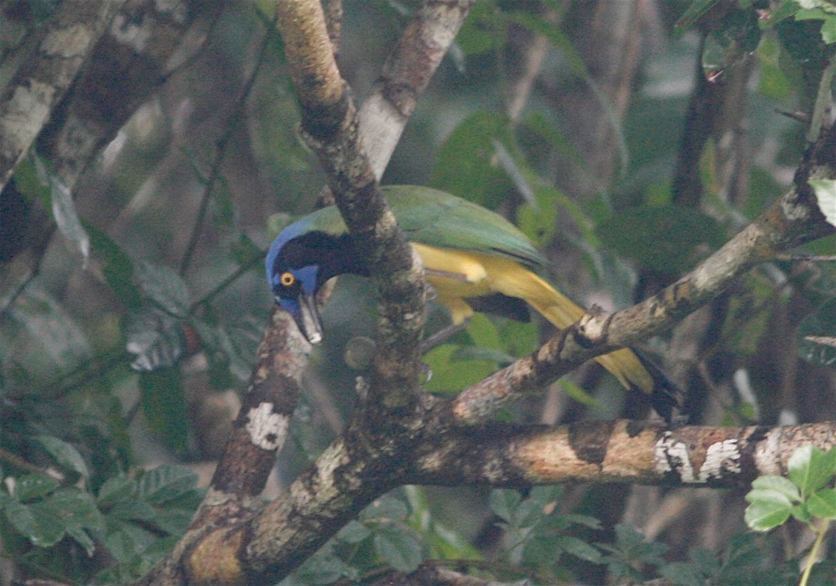 Green Jay (Green) - ML21870611