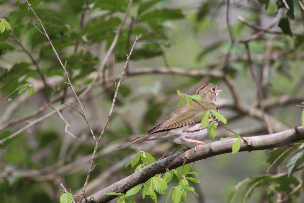 Ovenbird - Braeden Thomson