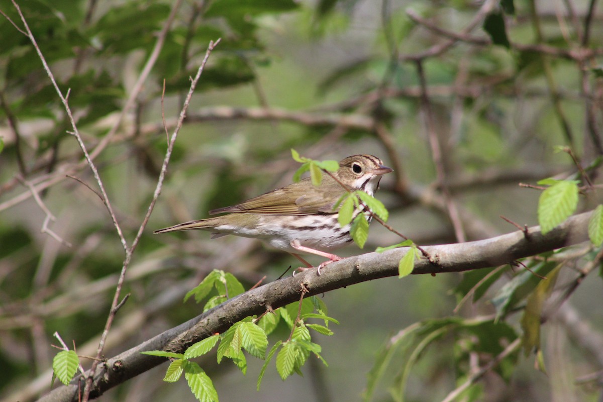 Ovenbird - Braeden Thomson