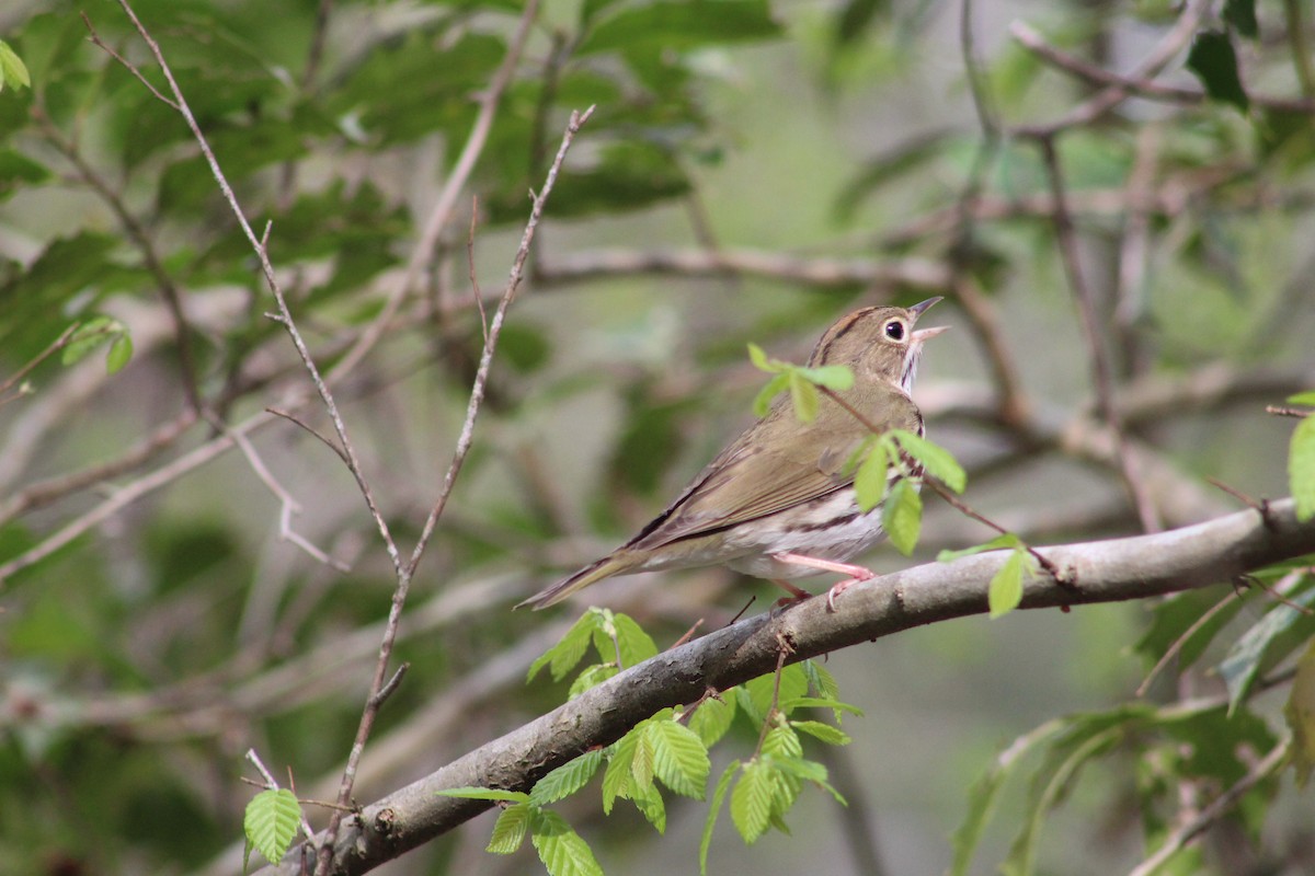 Ovenbird - Braeden Thomson