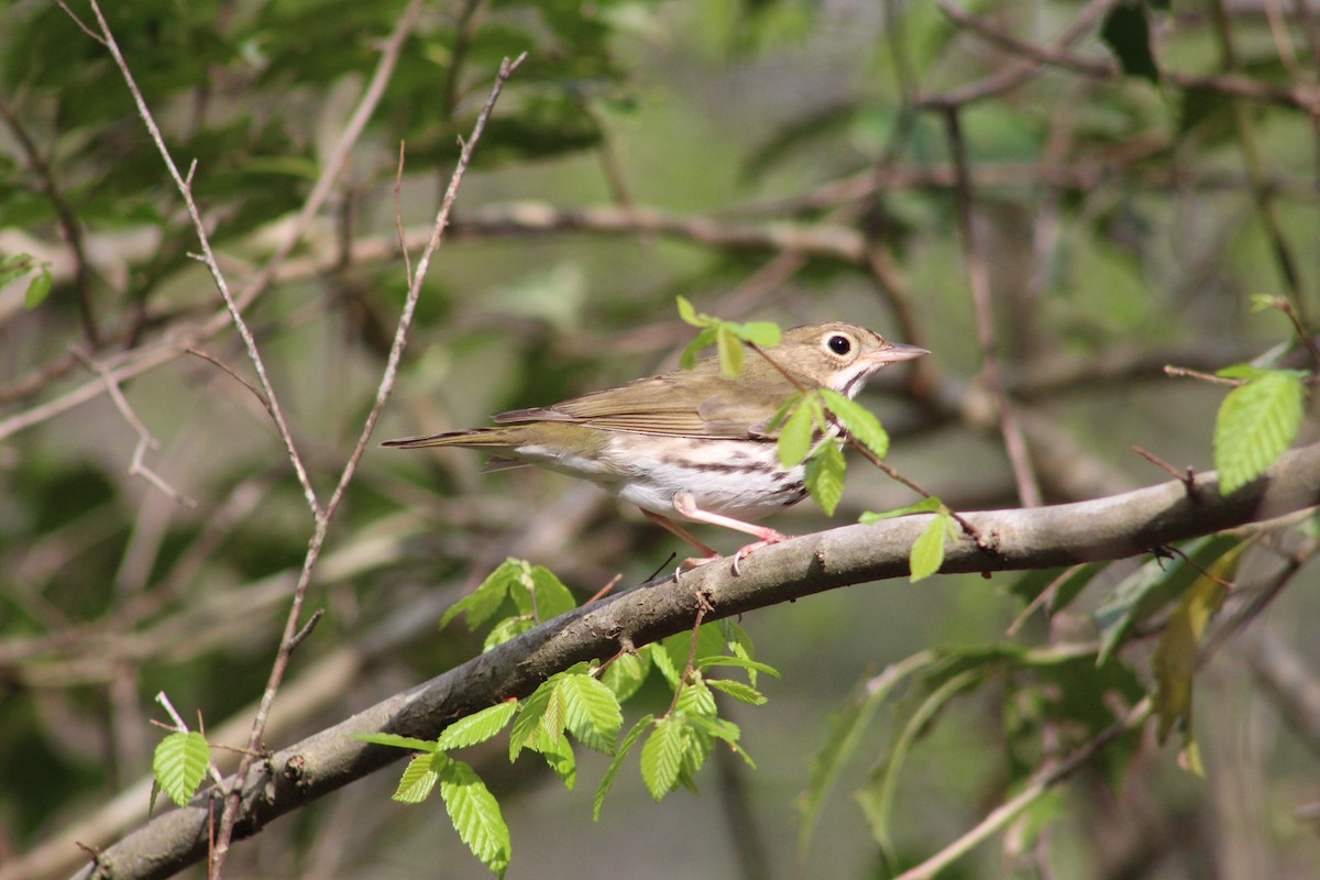 Ovenbird - Braeden Thomson