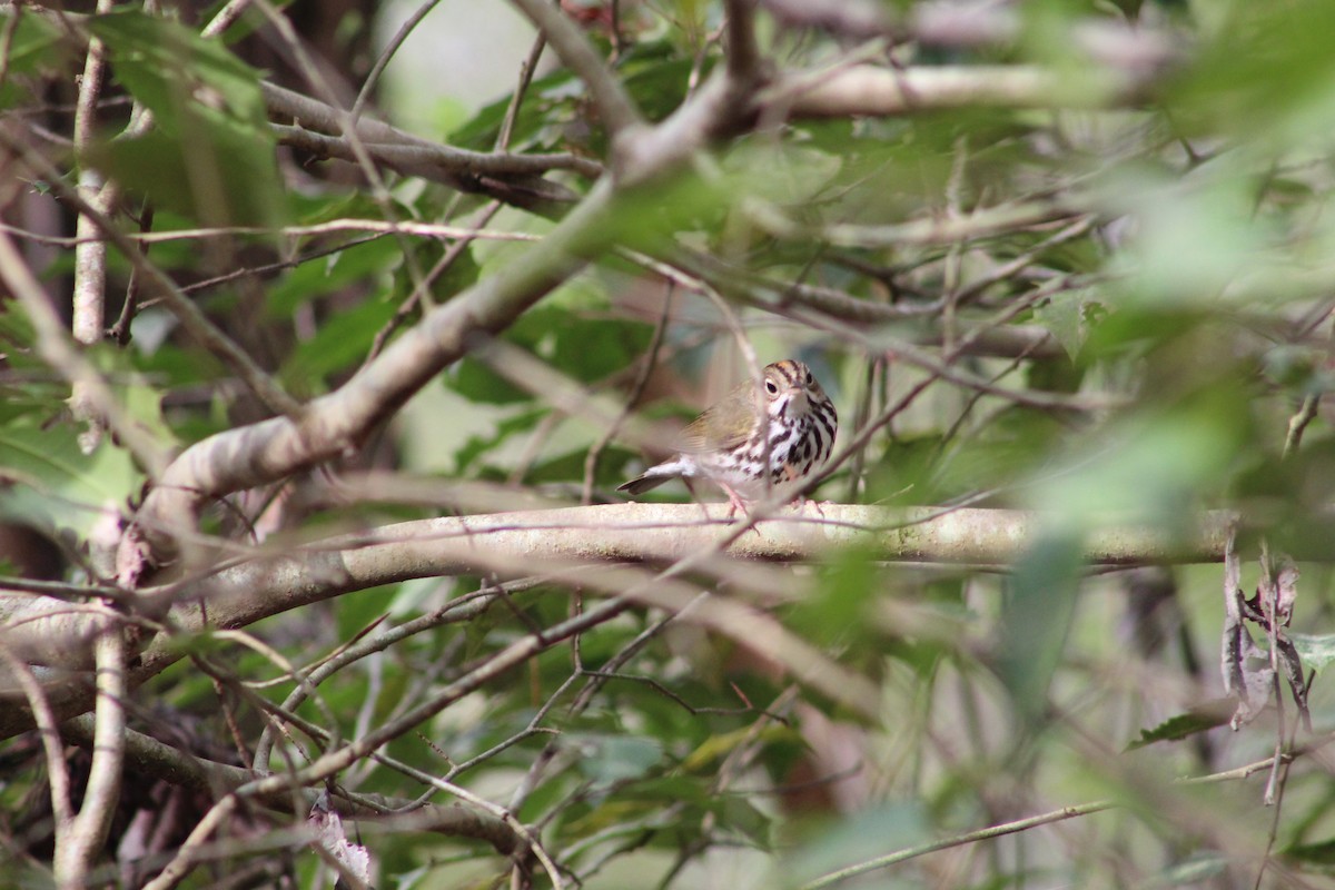 Ovenbird - Braeden Thomson