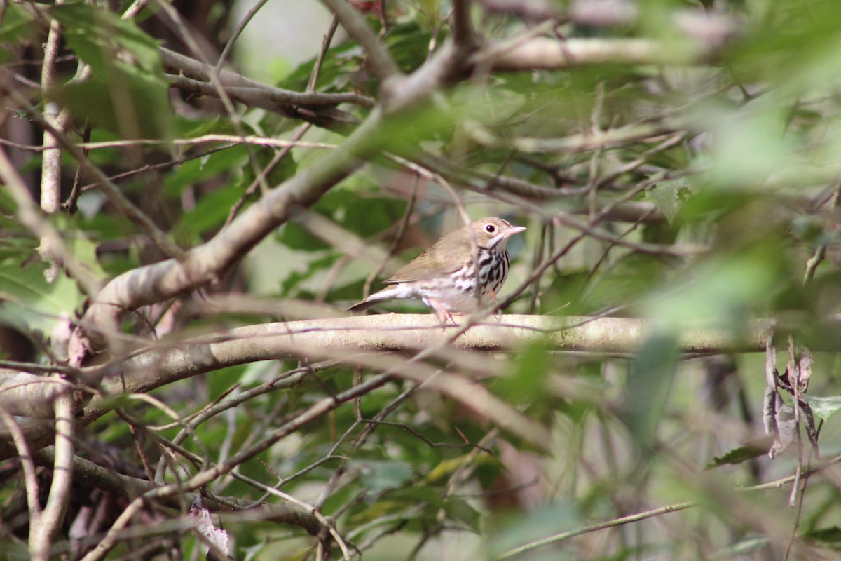 Ovenbird - ML218706811