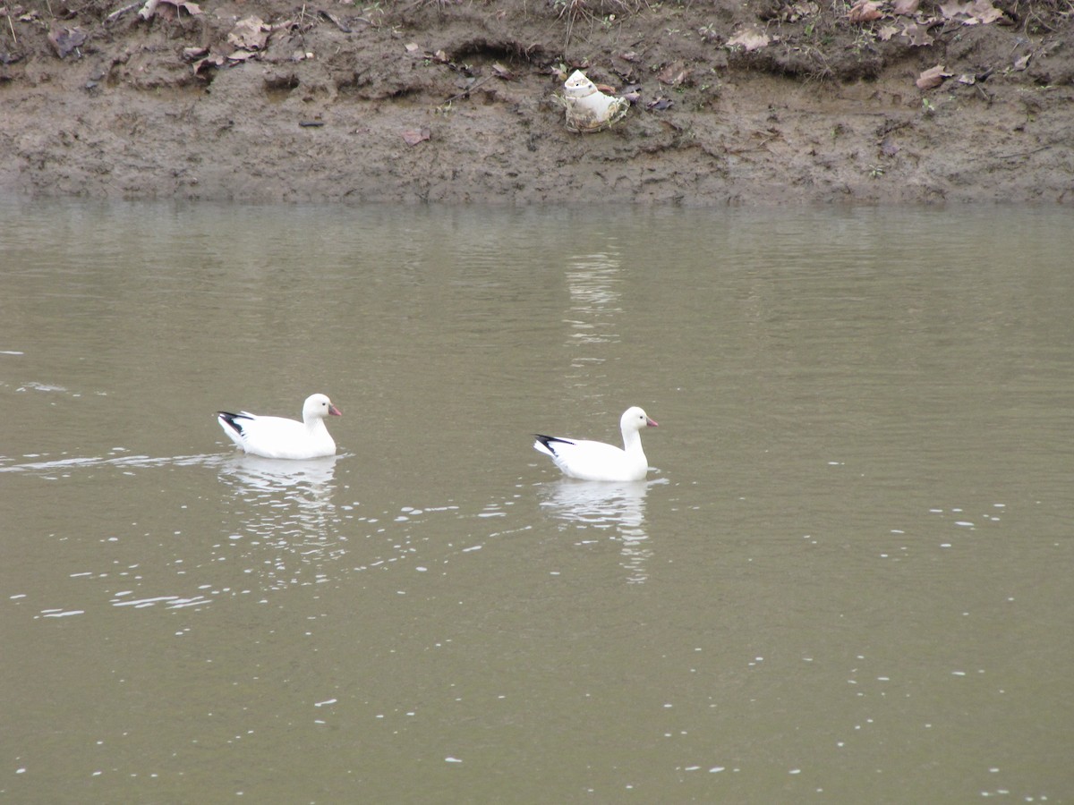 Ross's Goose - ML21870751