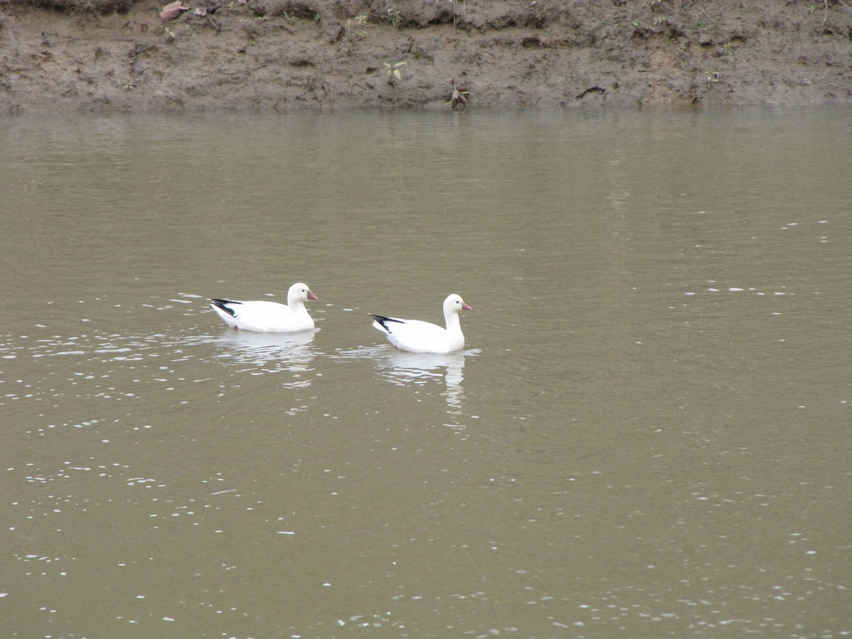 Ross's Goose - ML21870761