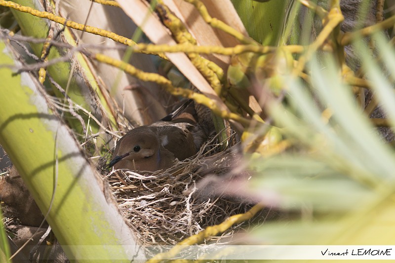 Zenaida Dove - ML218710581