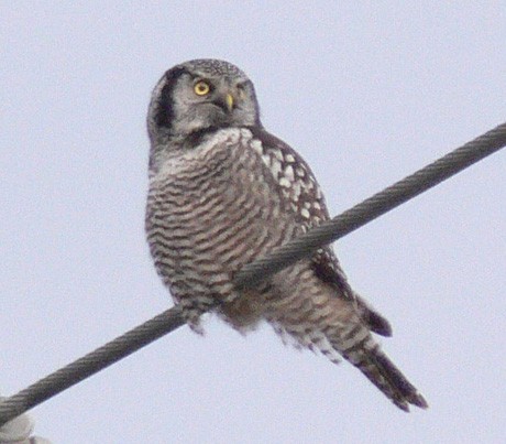 Northern Hawk Owl - ML218710621