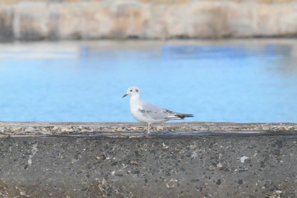 Bonaparte's Gull - ML21871071