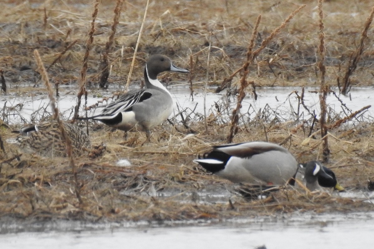 Northern Pintail - ML218712591