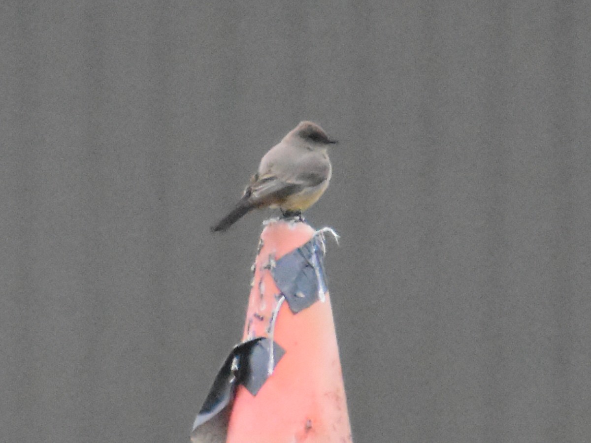 Say's Phoebe - ML218712761