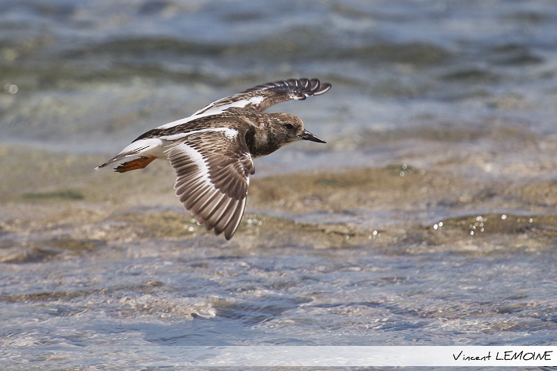 Ruddy Turnstone - ML218713161