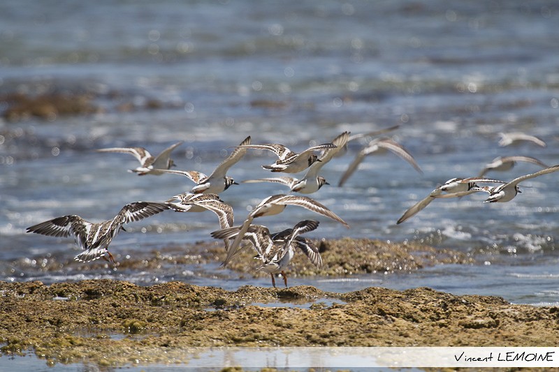 Ruddy Turnstone - ML218713181