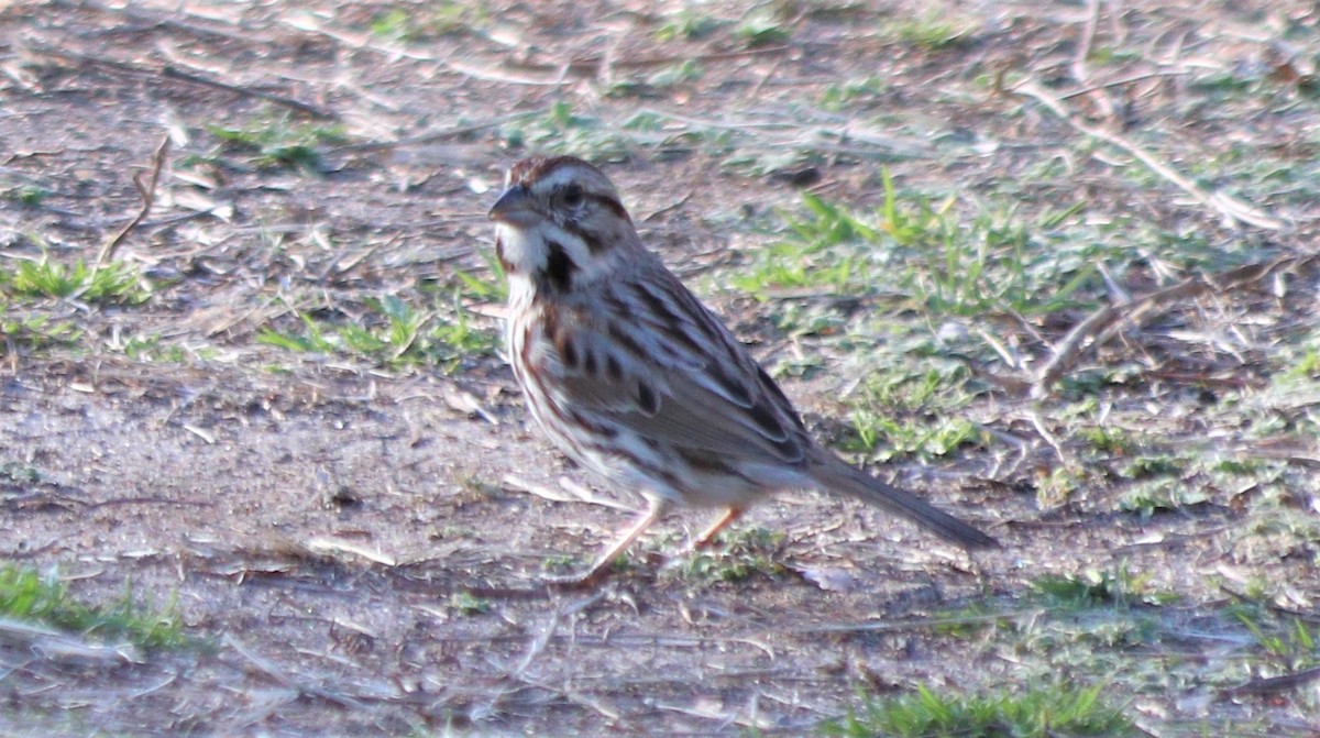 Song Sparrow - ML218714421