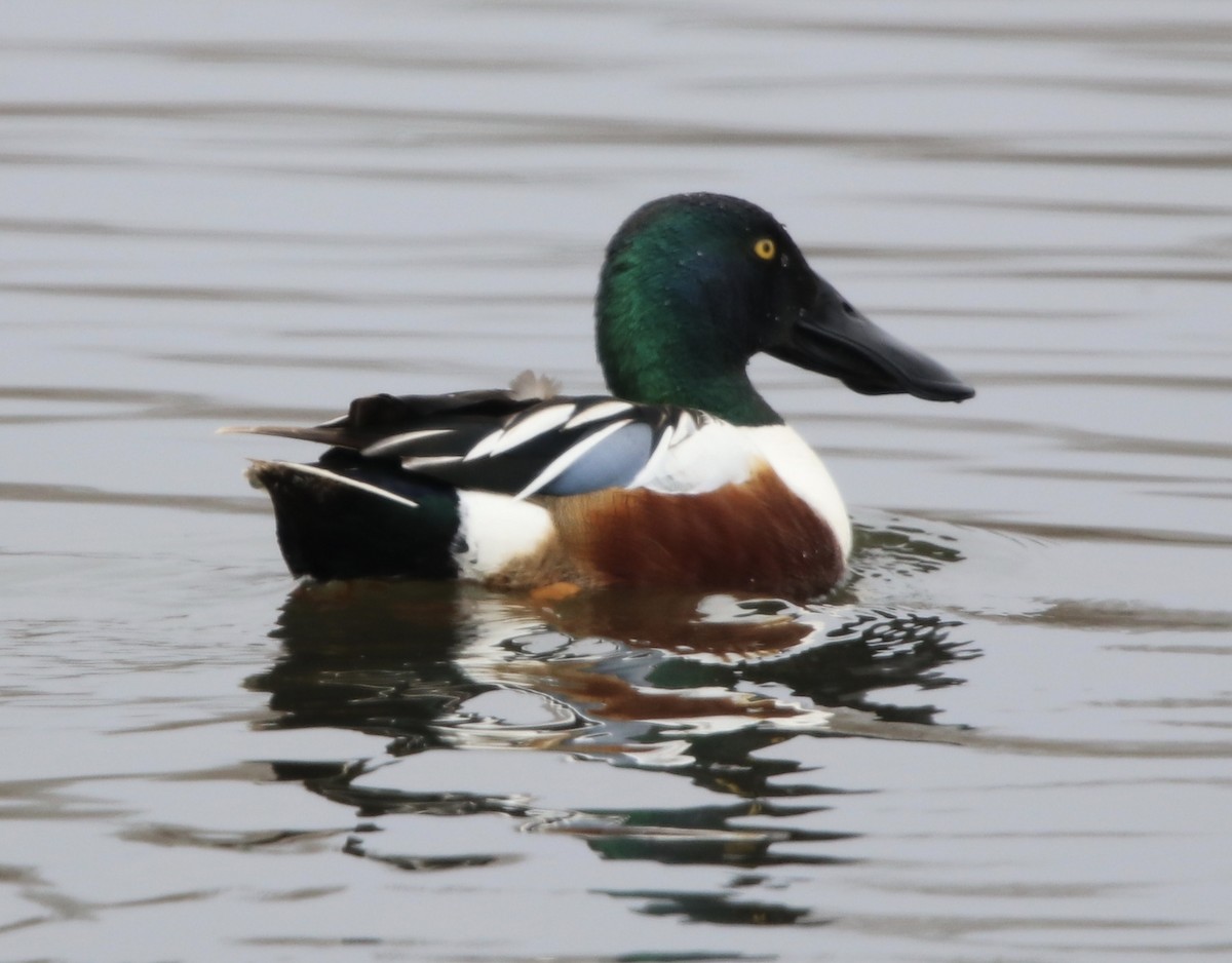 Northern Shoveler - Cheryl Rosenfeld