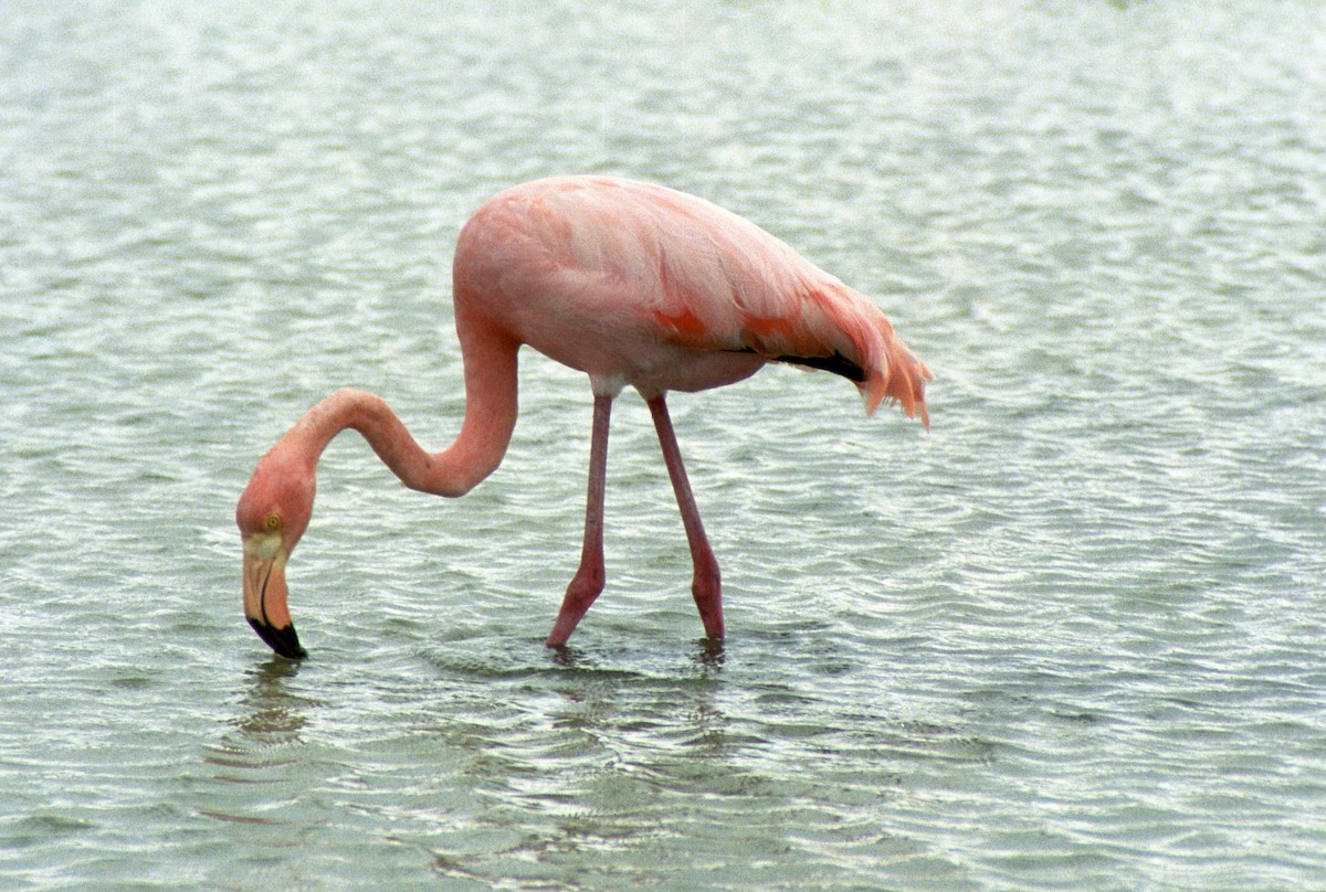 American Flamingo - ML218714901