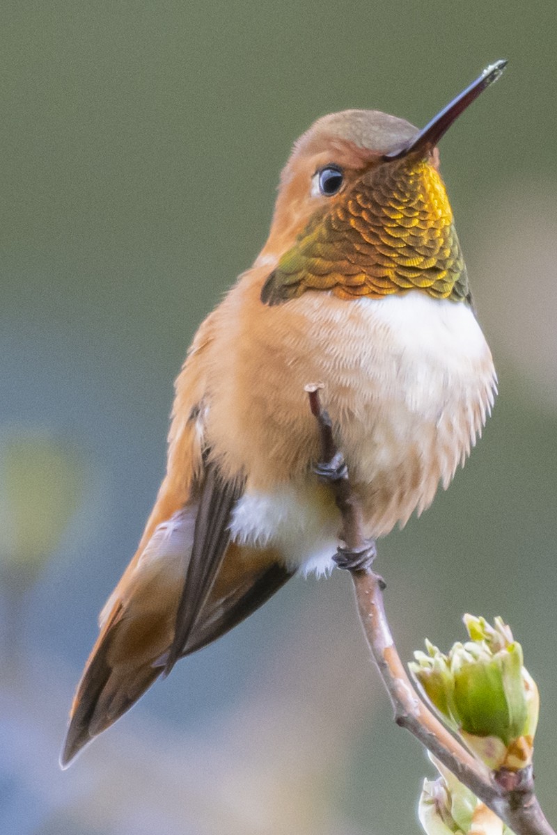 Rufous Hummingbird - ML218716251