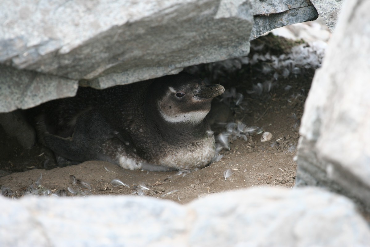 Magellanic Penguin - ML218718501