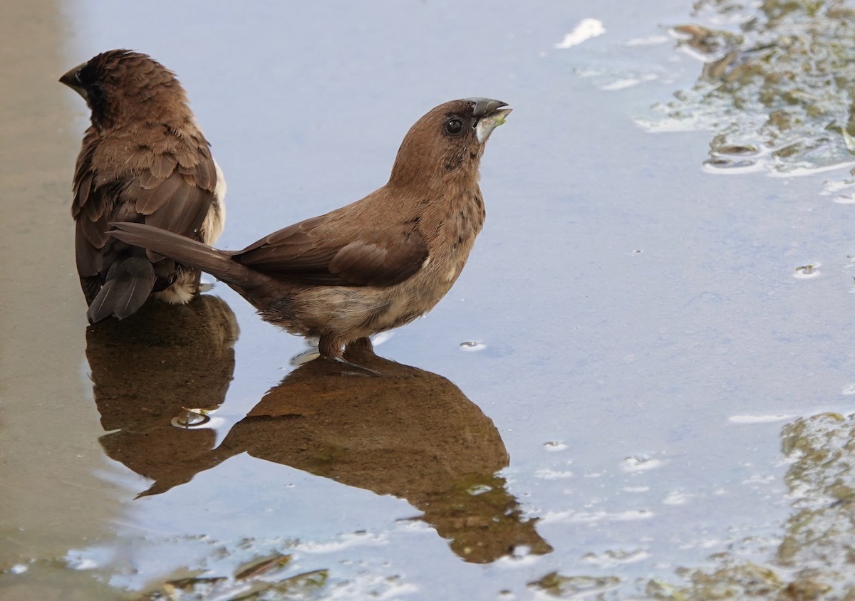 Javan Munia - ML218720551