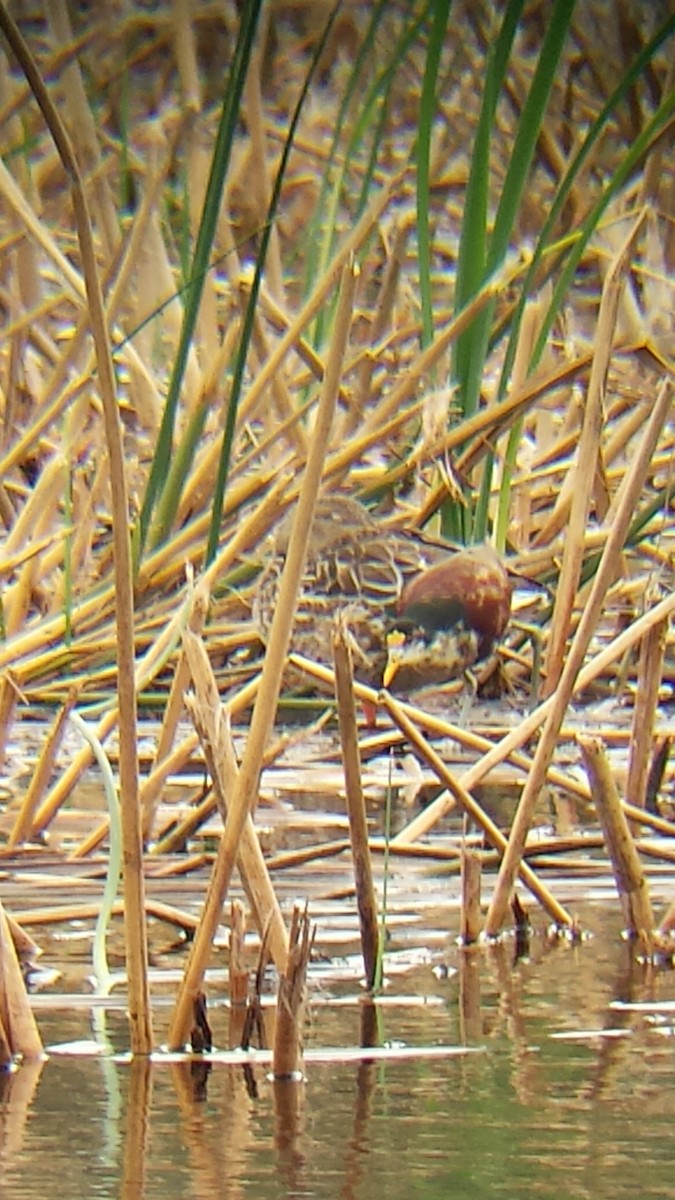 Northern Jacana - ML21872061