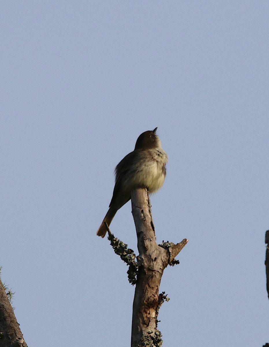 Eastern Phoebe - ML218722051