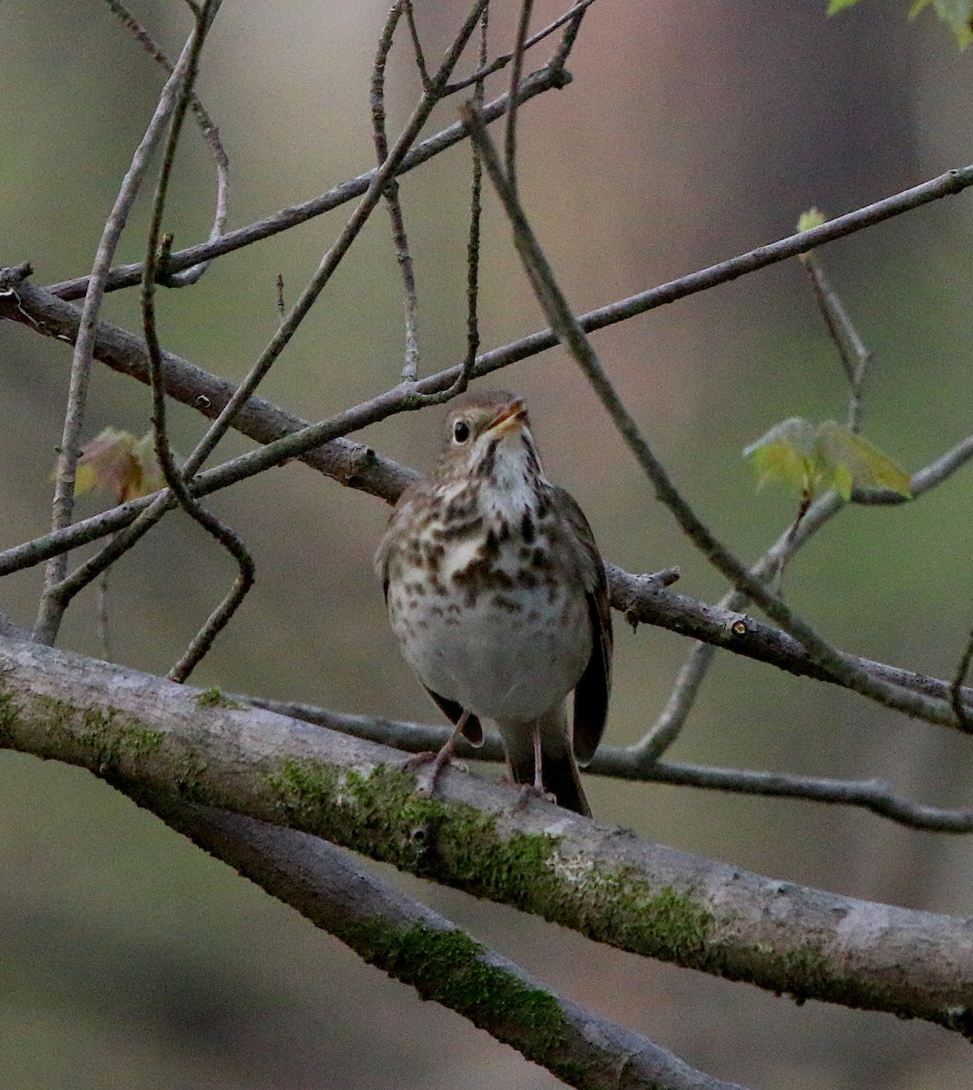 Hermit Thrush - ML218722221