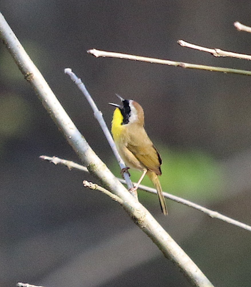 Common Yellowthroat - ML218722521