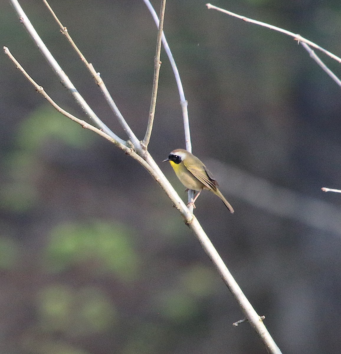 Common Yellowthroat - ML218722541