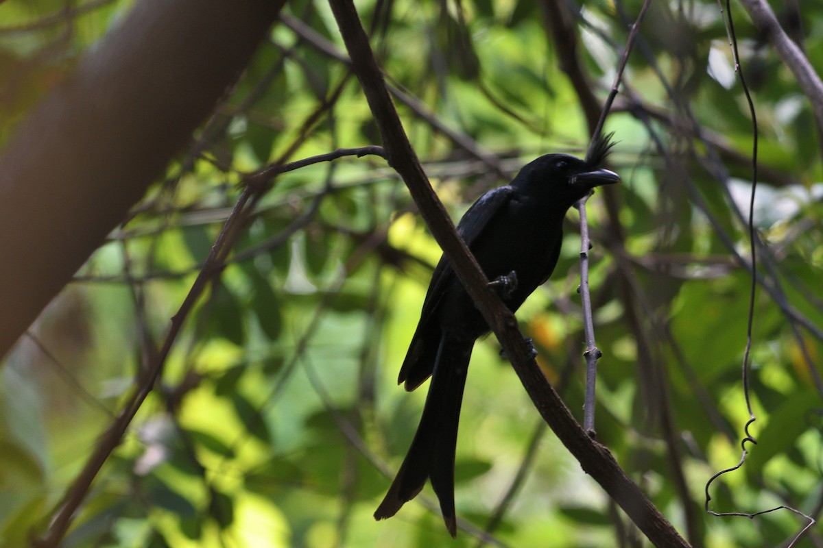 Crested Drongo - ML218722731
