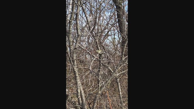 Ruby-crowned Kinglet - ML218725511