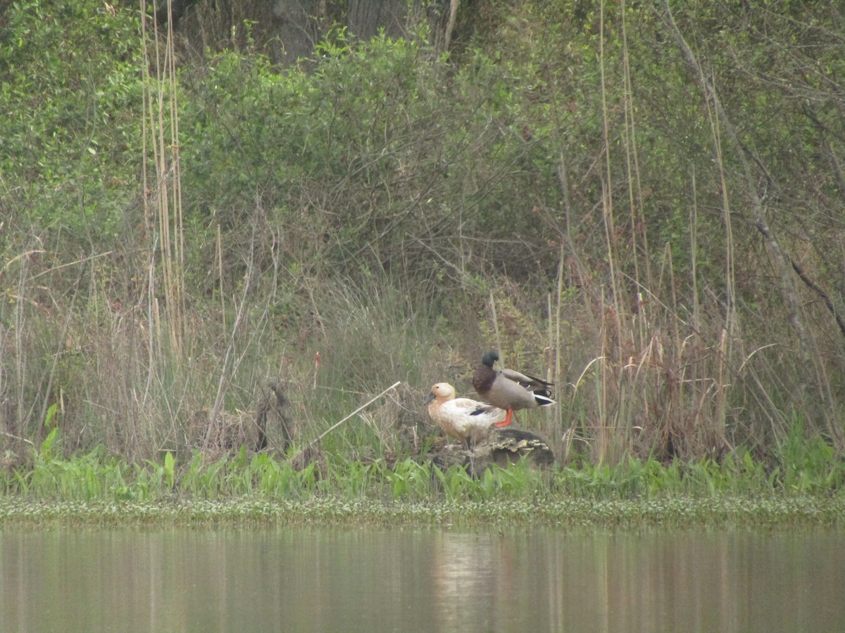 Mallard - ML218728471