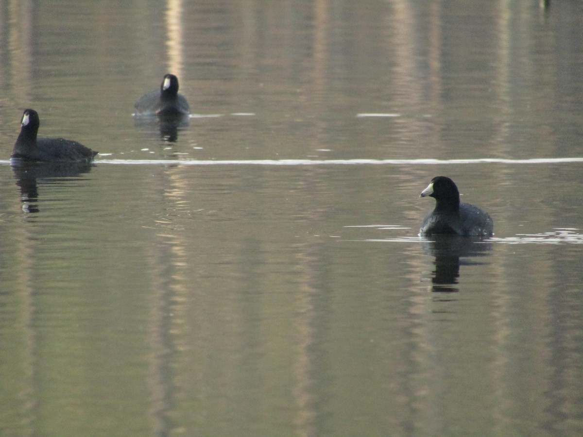 American Coot (Red-shielded) - Isaac Ennis