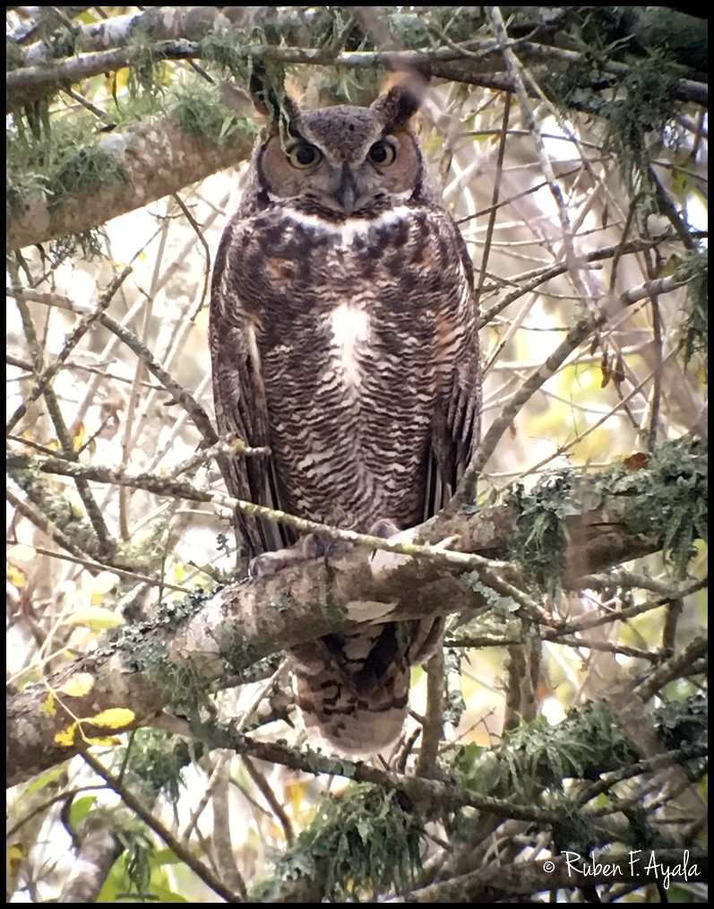 Great Horned Owl - ML21872931