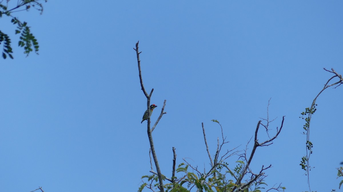 Coppersmith Barbet - ML218730641