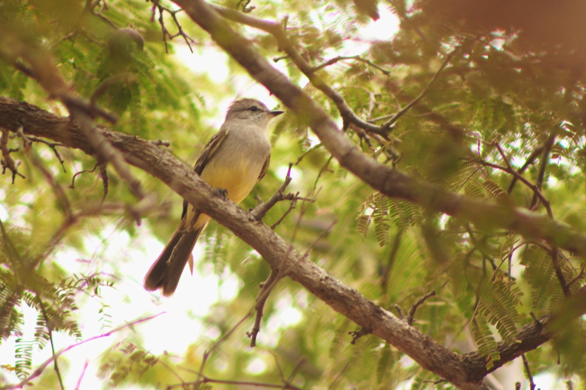 Northern Scrub-Flycatcher - ML218731351