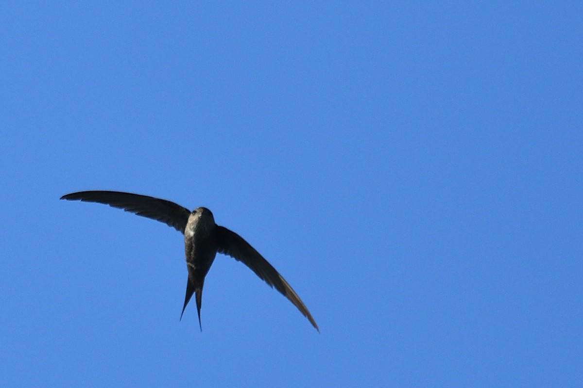 マダガスカルスアマツバメ - ML218732021