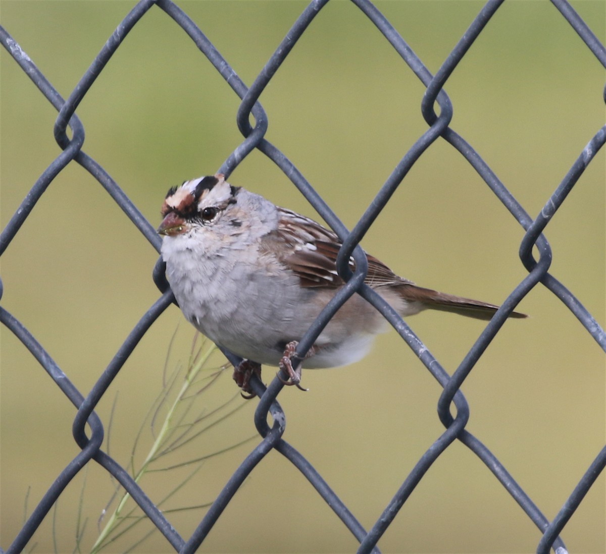 White-crowned Sparrow (Dark-lored) - ML218732911