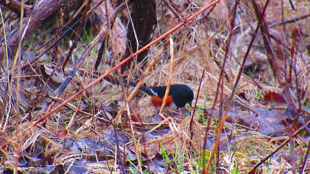 Eastern Towhee - ML218733541