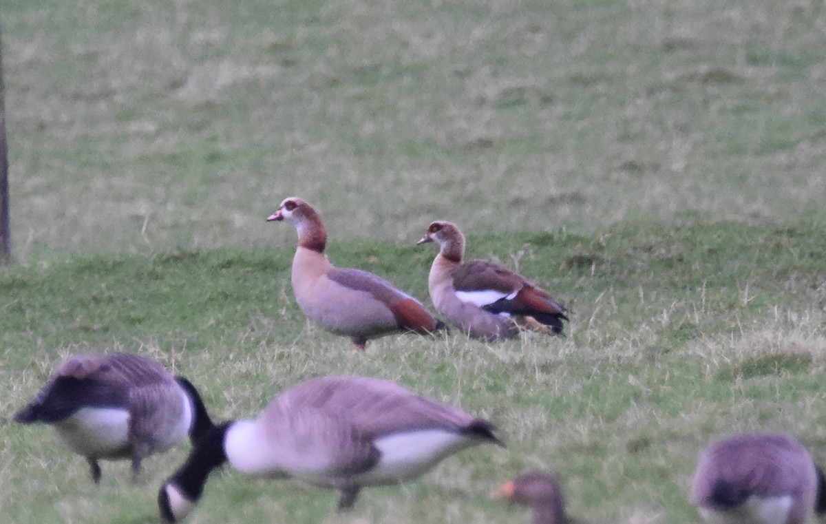 Egyptian Goose - A Emmerson